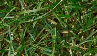 A birds eye view of a person with a laptop sitting on grass.