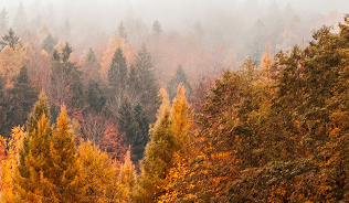 autumn woodlands