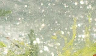 Algae and weeds growing in a riverbed