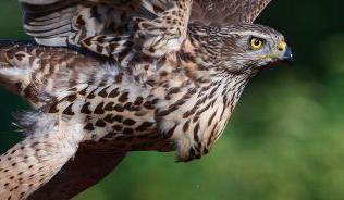 Photograph of goshawk about to take off from a tree stump