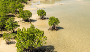 Aerial view of mangrove forest flanked by the sea