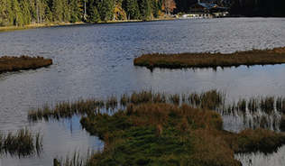 Image of trees and a lake