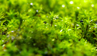 Green moss growing