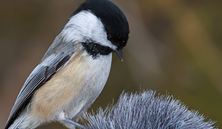 small bird sitting on microphone outdoors