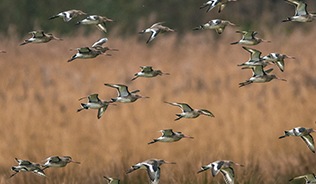 A flock of birds flying over a wetland