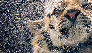 Picture of a tiger shaking water out of its fur. 