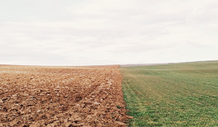 Photo of land, half is muddy soil, half is fresh healthy grass. 