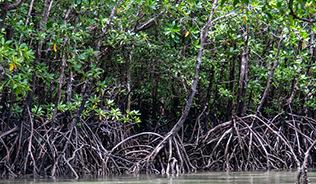 Image of mangroves