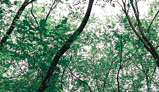 canopy of trees