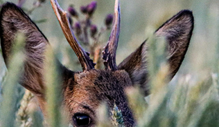 deer in grass