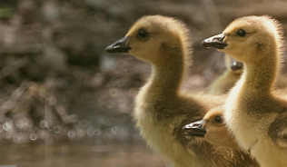 ducklings looking optimistic about the future