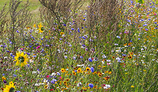 Meadow with wild flowers and hay bales