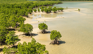 Mangrove forest at Urauchi river representing a blurred line between land and sea