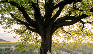 Tree in field of flowers