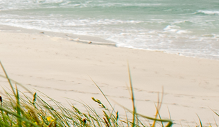 Wildflowers on a beach