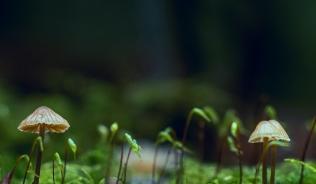 Sprouting mushrooms