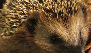 happy hedgehog in restored habitat