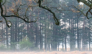 A photo of a misty field with a large tree overhanging the grass in the foreground