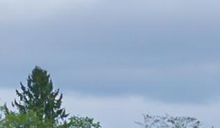 View of green forested wetlands on a cloudy day.