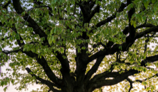 Photograph of large tree in field with spring wildflowers