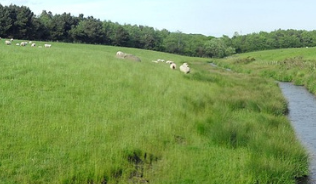 An image of a river flowing through grassy farmland