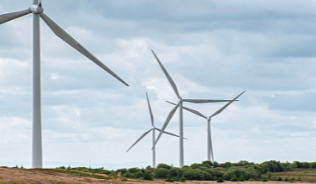 Three wind turbines in a field with pink flowers