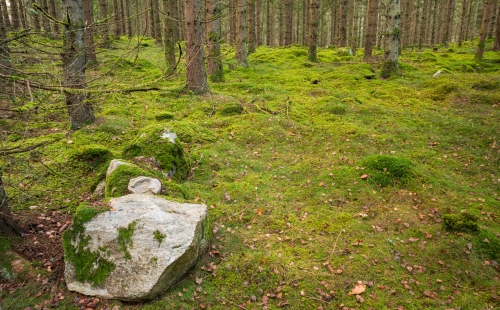 A pine forest floor in autumn