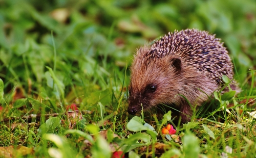 Brown hedgehog on grass field