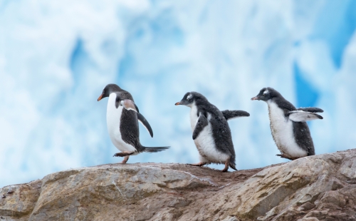 Gentoo penguins walking in a line
