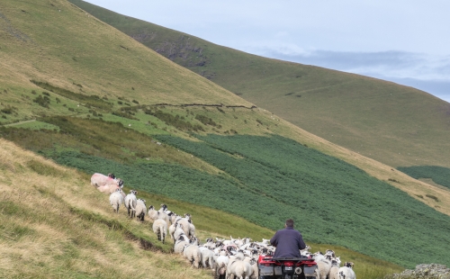 Farmer herding sheep on quad bike