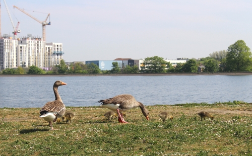 Ducks and geese in Walthamstow Wetlands