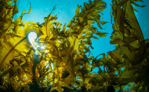 An underwater view of a kelp forest with sunlight shining through it