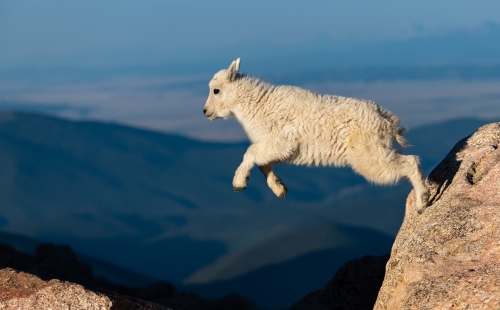 Baby mountain goat jumping