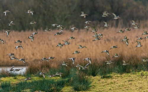 Birds flying over wetland 