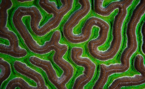 Complex pattern of green and brown brain coral
