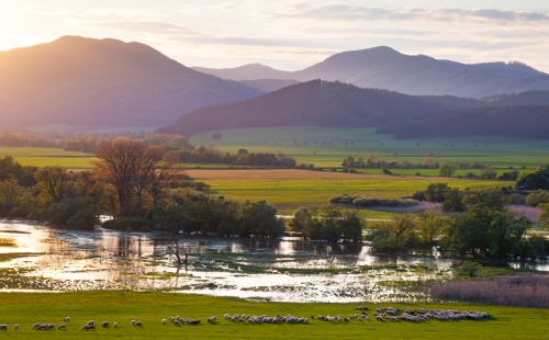 Flooded field with sheep