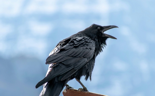 Photo of a crow cawing with a blue sky background