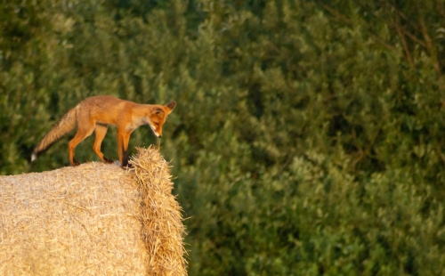 Foxes on hay bale