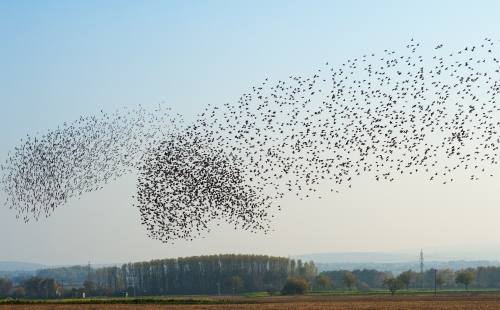 Starling murmuration over a field