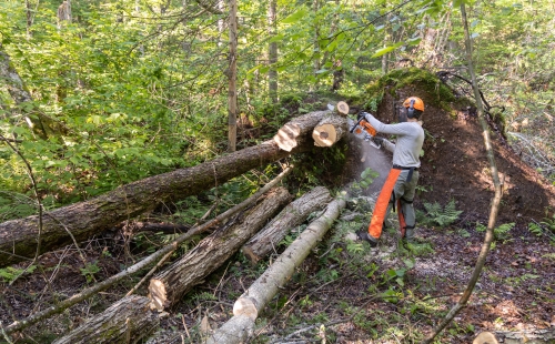 Worker cutting up a fallen tree with a chainsaw
