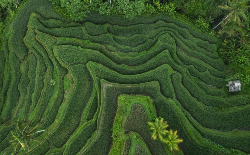 Bird view photo of layered crop fields and agricultural parcels in China