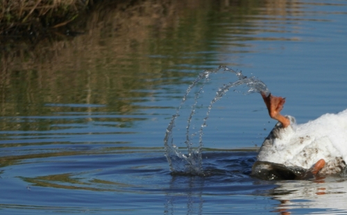 Duck clumsy in water