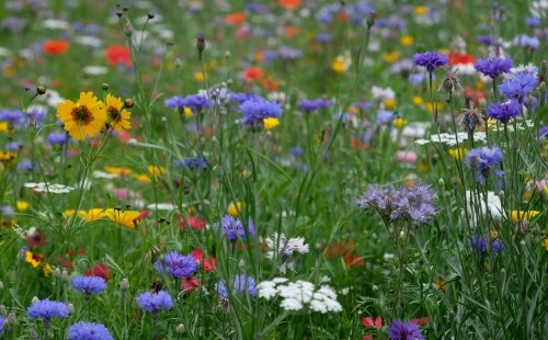 A UK wildflower meadow