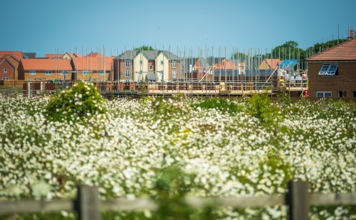 Construction on new build housing estate in England with wildflowers
