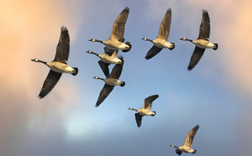 Group of geese flying