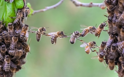 Close-up of bees forming a bridge