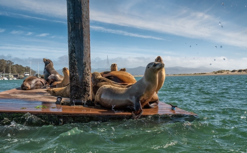 Seals on a dock in California 
