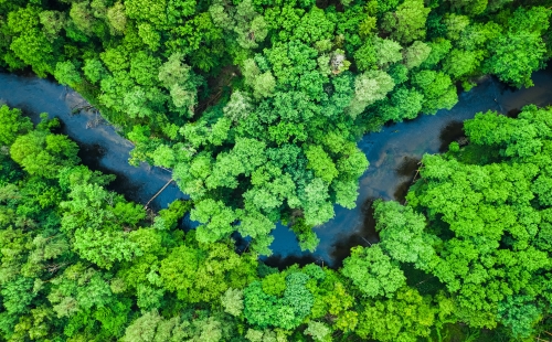 Aerial view of forest and river in Tuchola National Park