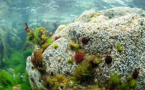 Underwater view of rock with anemone and seaweed