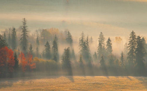Misty autumn forest